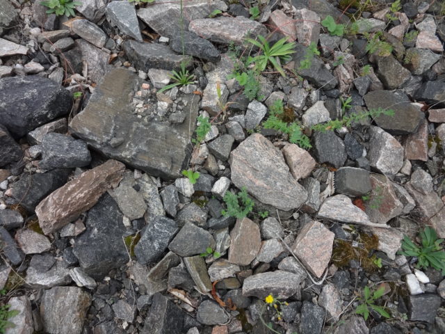 片麻岩の小石