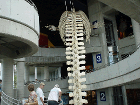 サイエンスノース　クジラの骨の展示物