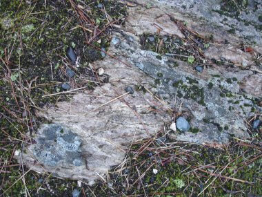 礫を含む流理構造のある流紋岩