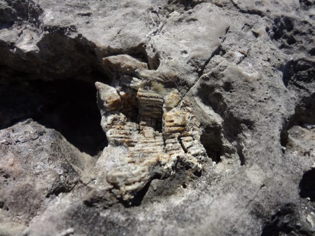 デボン紀　苦灰岩中の化石