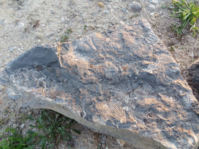 コリンウッド　三葉虫の化石