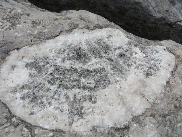 サンゴの化石