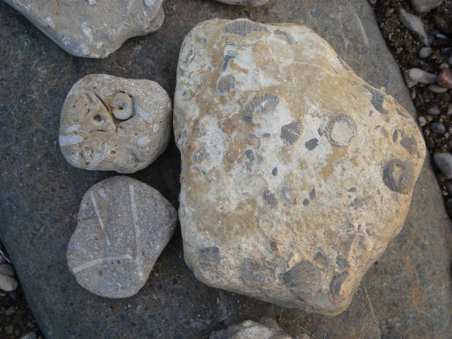 フラワーポット・アイランドの化石