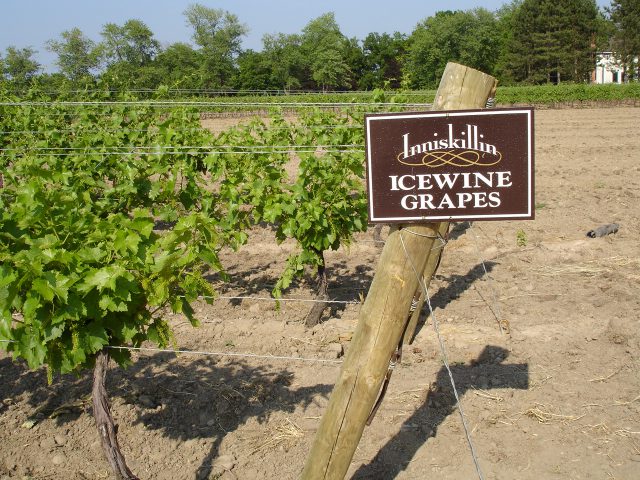 アイスワインの葡萄畑