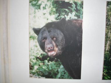 熊の写真